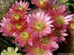 Echinocereus russanthus Form